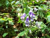 05d Fiori